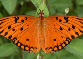 Γιατί οι τροπικές πεταλούδες Heliconius ζουν εντυπωσιακά περισσότερο