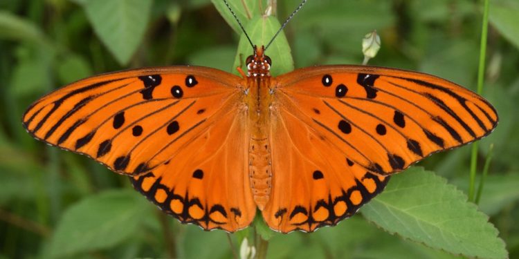 Γιατί οι τροπικές πεταλούδες Heliconius ζουν εντυπωσιακά περισσότερο